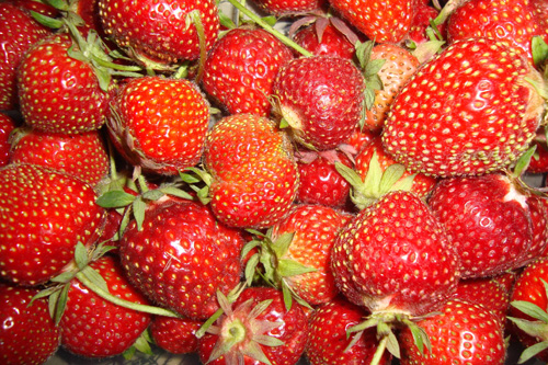 erdbeeren_strawberry