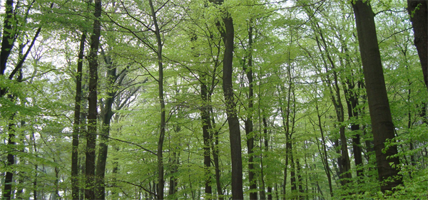 wald