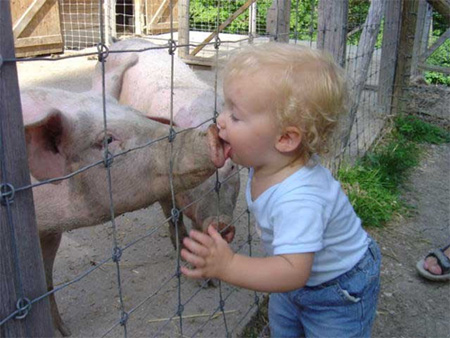 origin-of-swine-flu origin-of-swine-flu