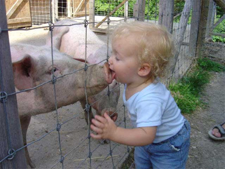 origin-of-swine-flu